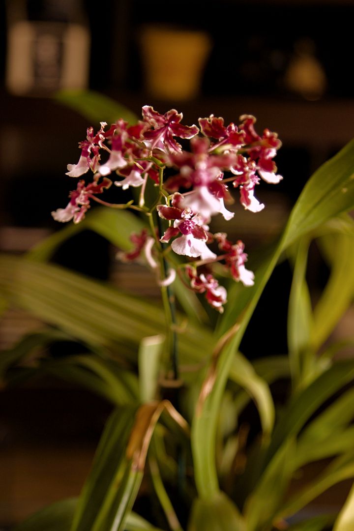 Close-Up of Beautiful Oncidium Orchid with Purple Blossoms - Free Images, Stock Photos and Pictures on Pikwizard.com