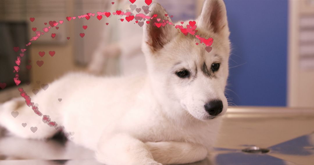 Adorable Puppy with Heart Overlay Celebrating National Dog Day