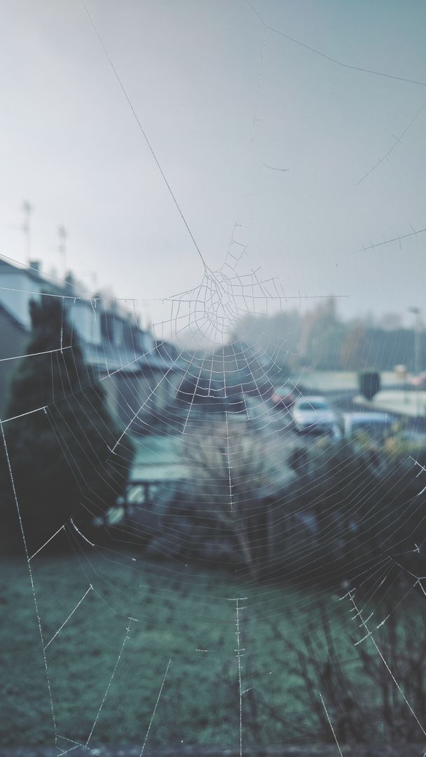 Close-up View of Spider Web on Frosty Morning - Free Images, Stock Photos and Pictures on Pikwizard.com