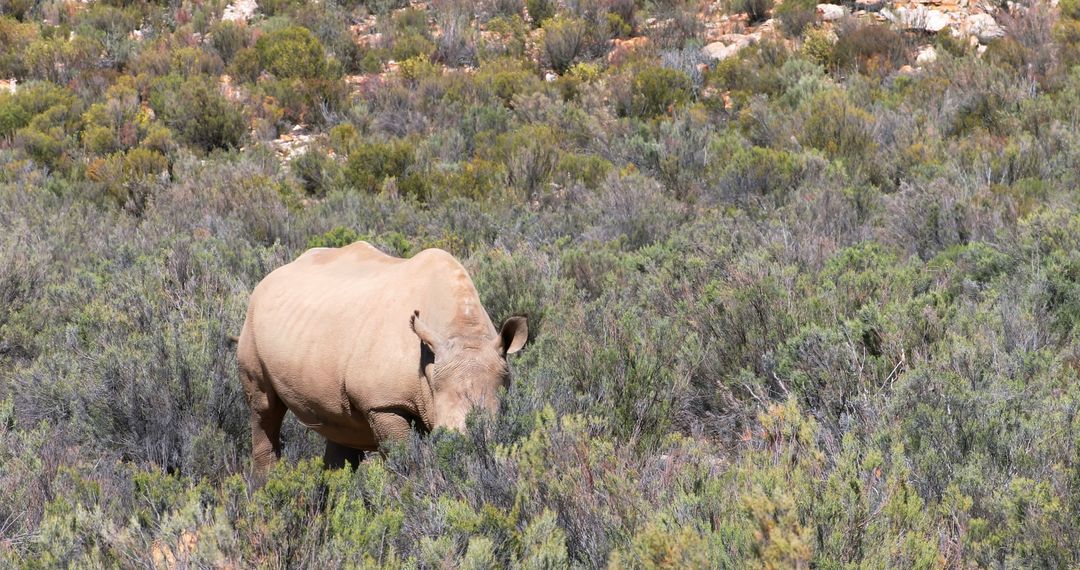 Rhino Grazing in Dense Vegetation - Free Images, Stock Photos and Pictures on Pikwizard.com