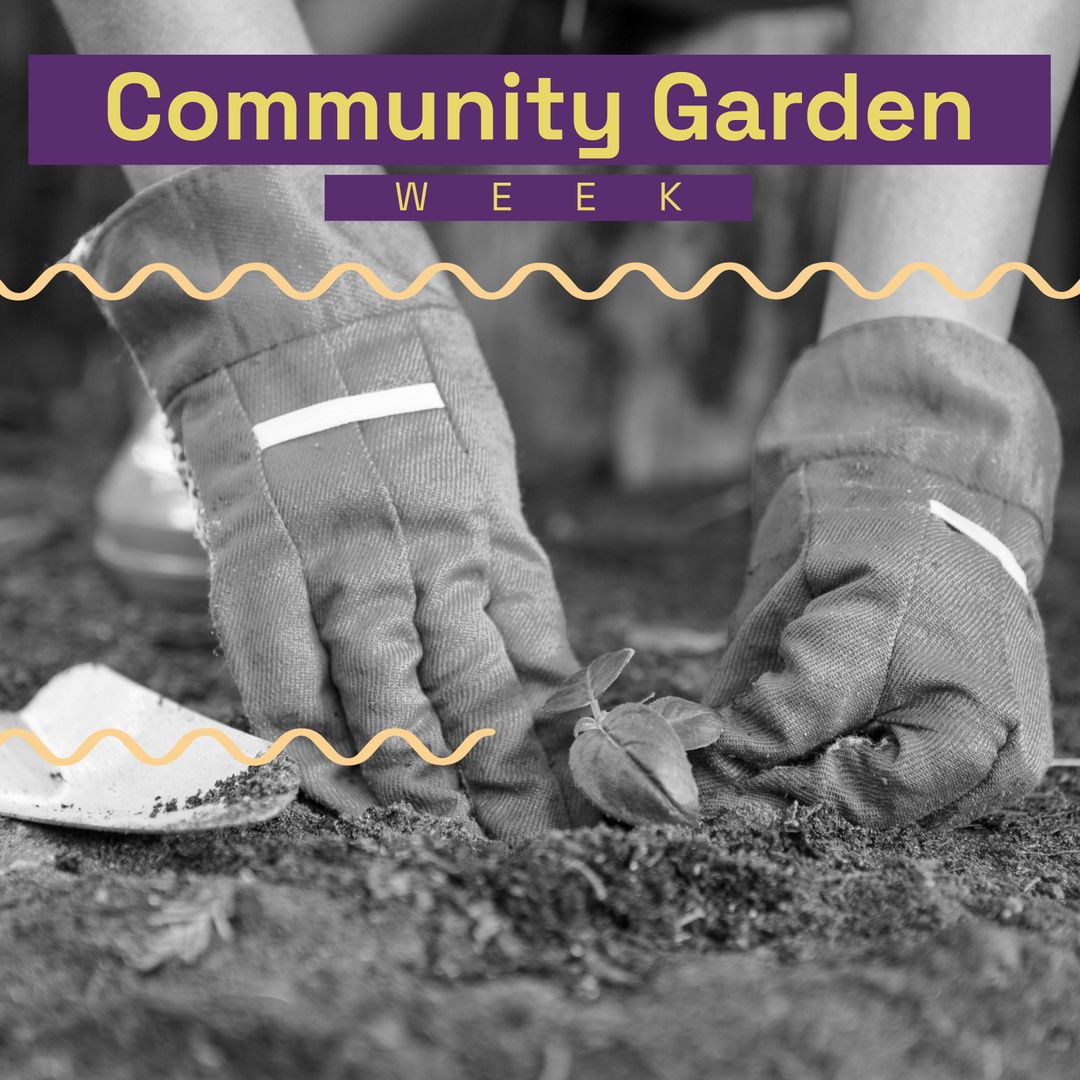Hands Planting Seedling Celebrating Community Garden Week