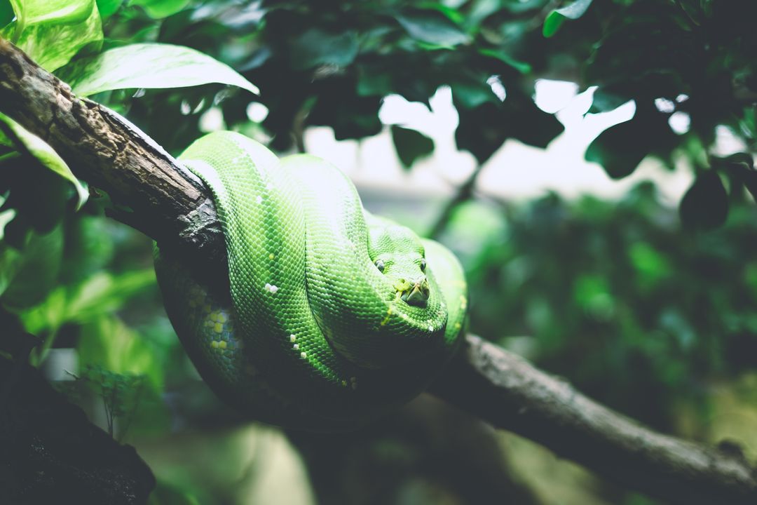 Coiled Green Tree Python Resting on Tropical Branch Close-Up with Lush Green Foliage