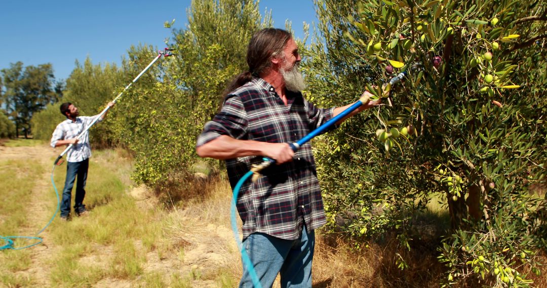 Two Men Harvesting Olives in Orchard with Pole Tools and Beards - Free Images, Stock Photos and Pictures on Pikwizard.com