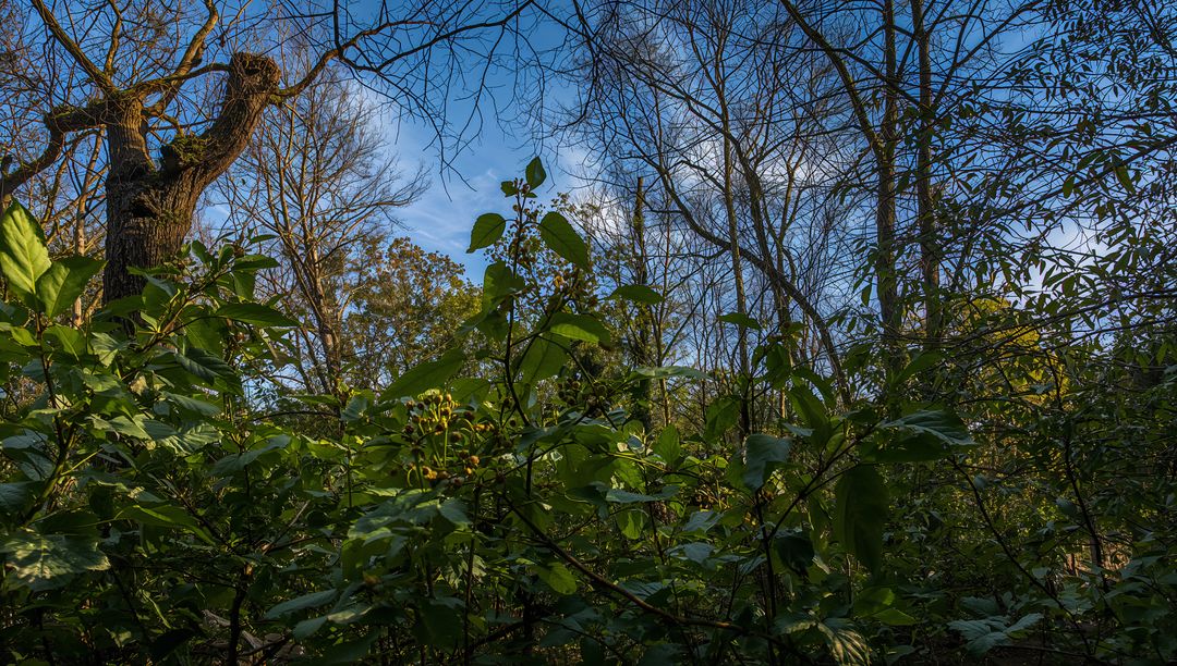 Sunlight Streaming Through Temperate Undergrowth with Dense Shrubs, Vines, Gnarled Trunk