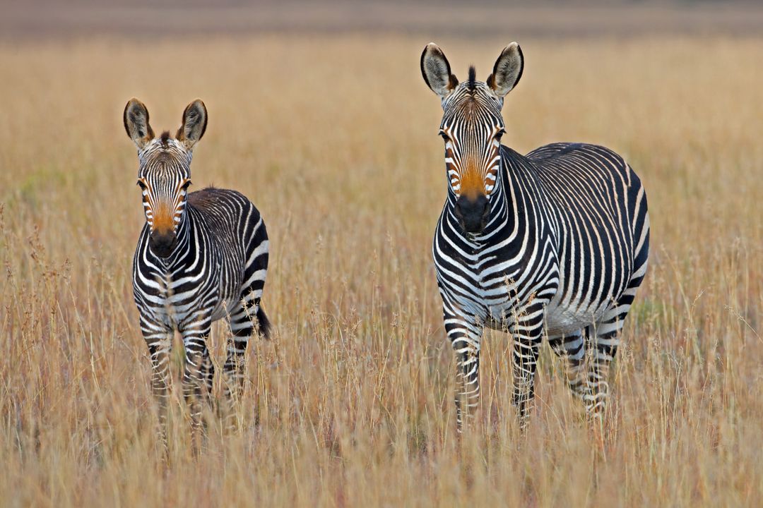 Zebra and Foal Grazing in Grassland Habitat - Free Images, Stock Photos and Pictures on Pikwizard.com