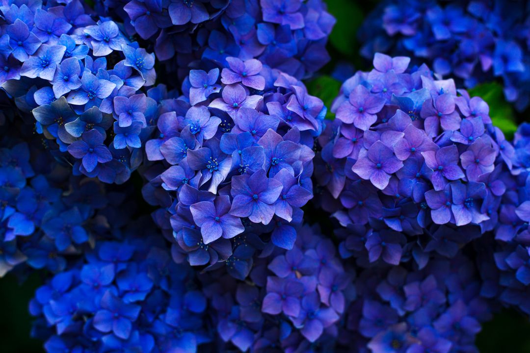 Vibrant Blue and Purple Hydrangea Blossoms Close-Up - Free Images, Stock Photos and Pictures on Pikwizard.com