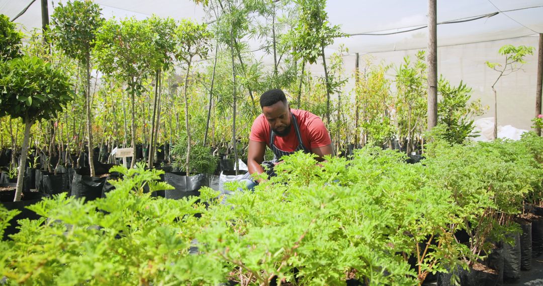 Horticulturist Tending to Potted Plants in Lush Nursery