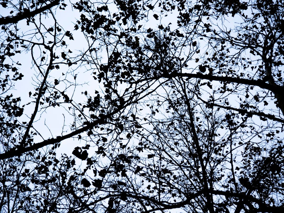 Silhouette of Bare Tree Branches Against Overcast Sky - Free Images, Stock Photos and Pictures on Pikwizard.com