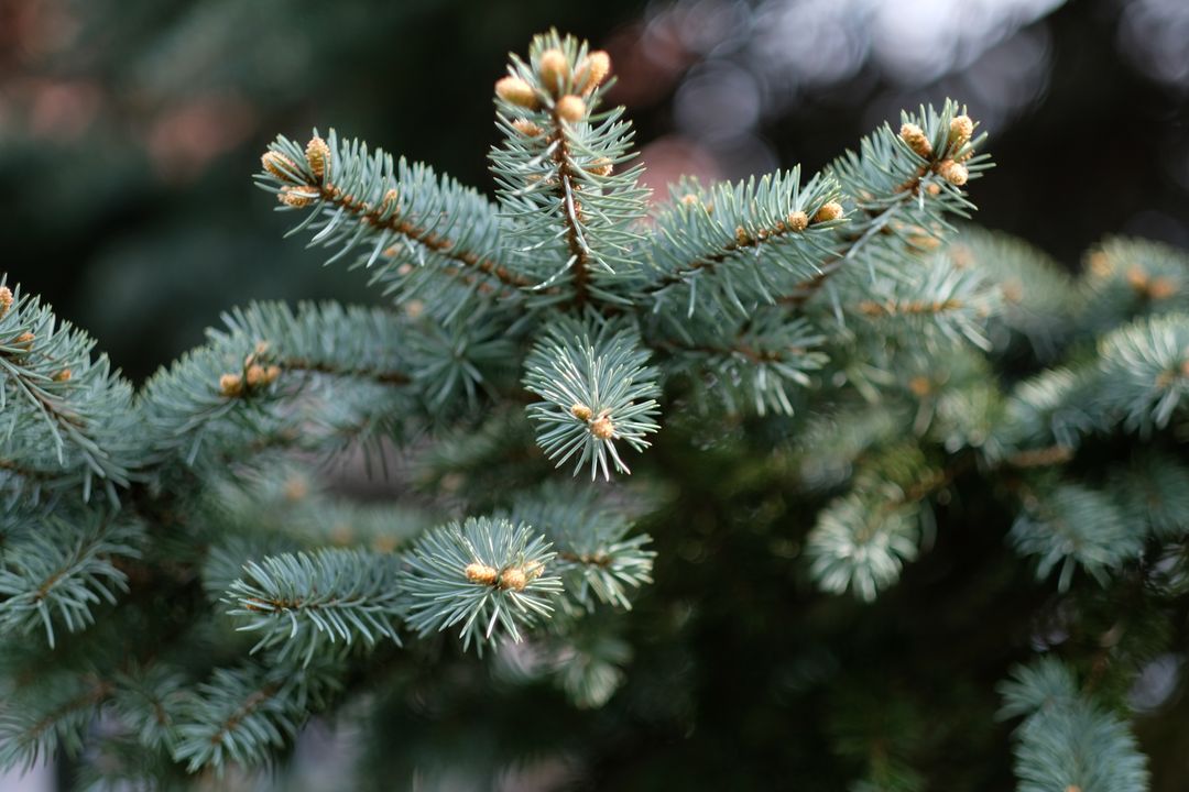 Close-up of Pine Tree Branch with Fresh Needles and Buds - Free Images, Stock Photos and Pictures on Pikwizard.com