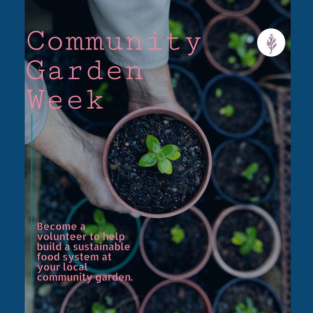 Hands Holding Sprouting Plant at Community Garden event