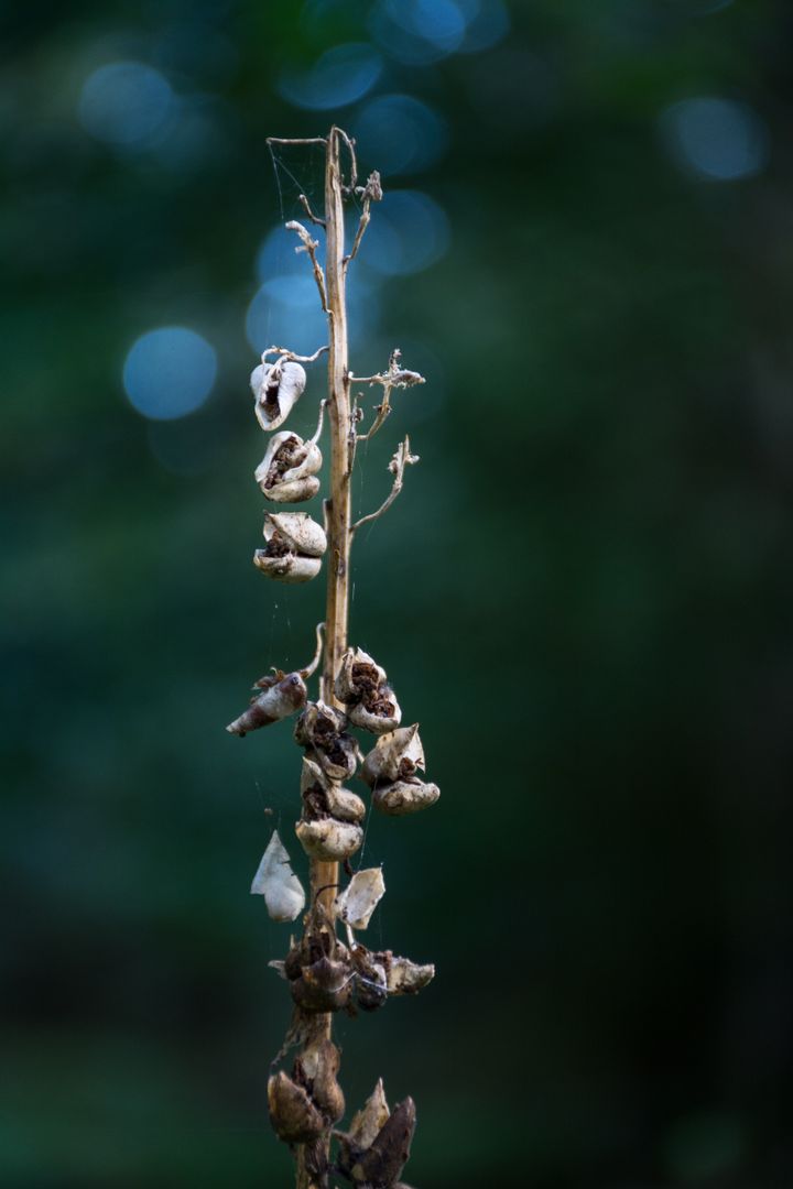 Withered Plant Stalk with Seed Pods in Forest - Free Images, Stock Photos and Pictures on Pikwizard.com
