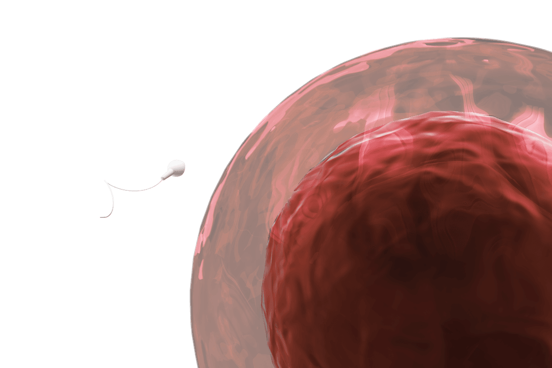 Transparent Illustration of Sperm Meeting Ovum