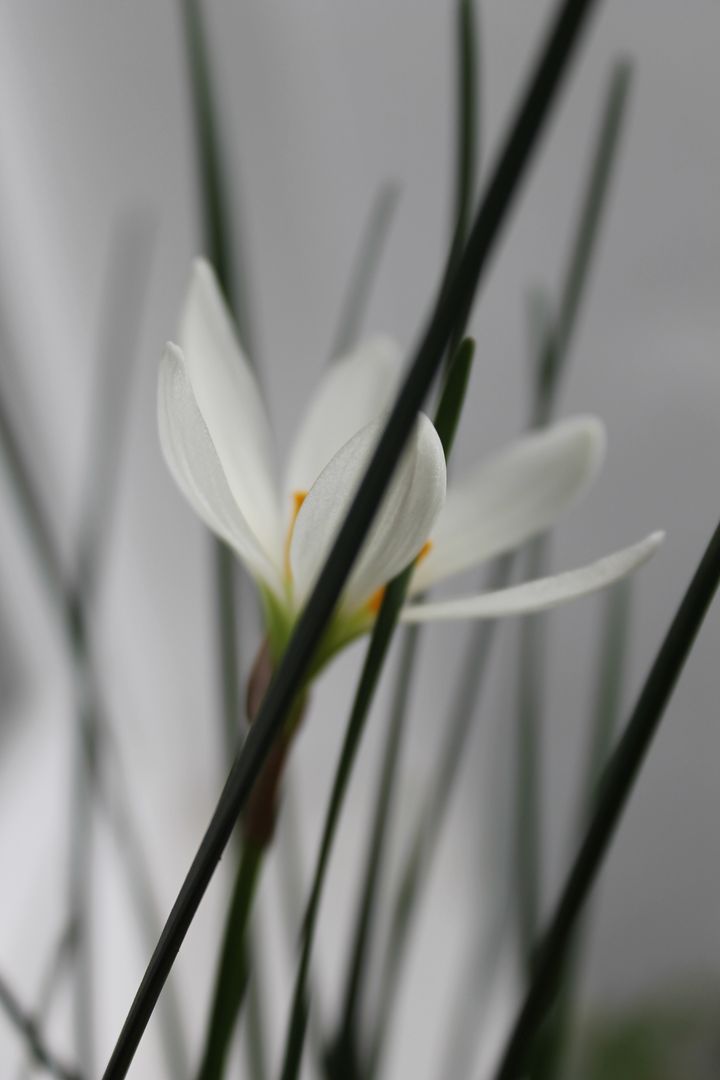Close-Up of White Crocus Flower Amidst Green Blades - Free Images, Stock Photos and Pictures on Pikwizard.com