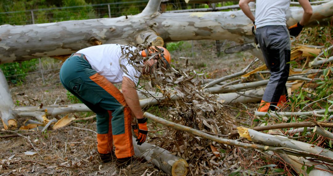 Lumberjacks Cleaning Fallen Tree in Forest - Free Images, Stock Photos and Pictures on Pikwizard.com