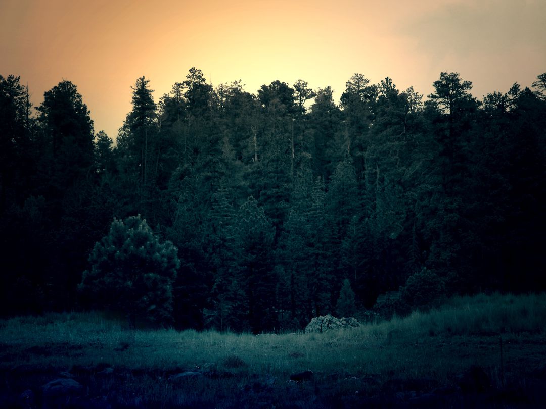 Serene Forest at Twilight with Eerie Atmosphere - Free Images, Stock Photos and Pictures on Pikwizard.com