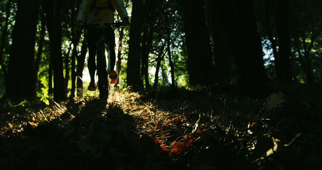 Cyclist Riding Mountain Bike through Forest Pathway in Sunset Light - Free Images, Stock Photos and Pictures on Pikwizard.com