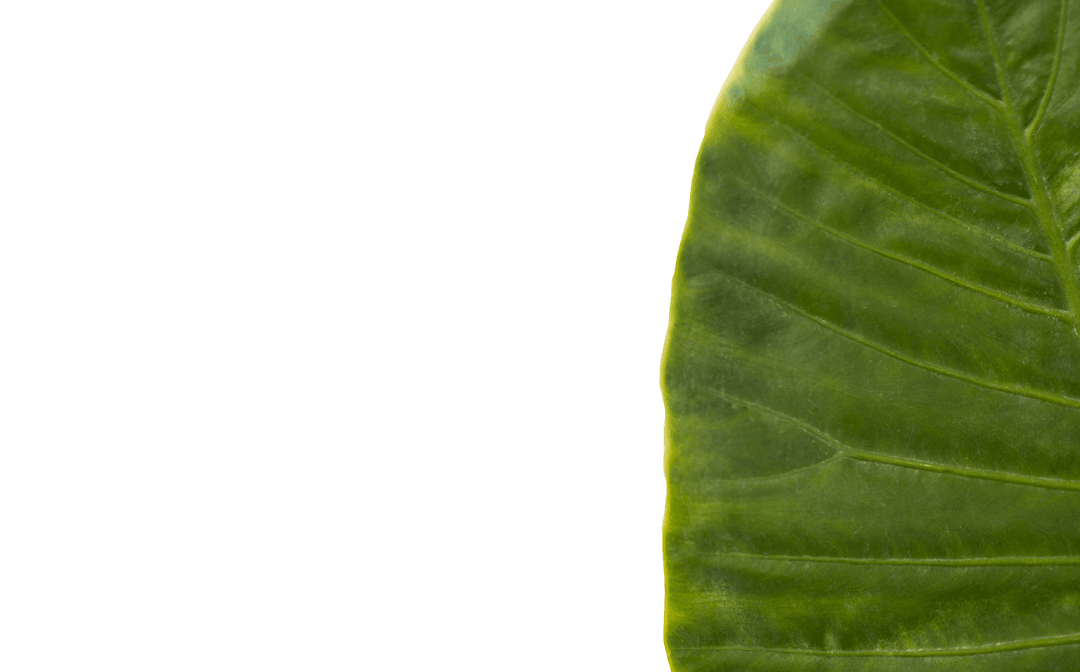 Lush Green Leaf on Transparent Background Illustrating Nature