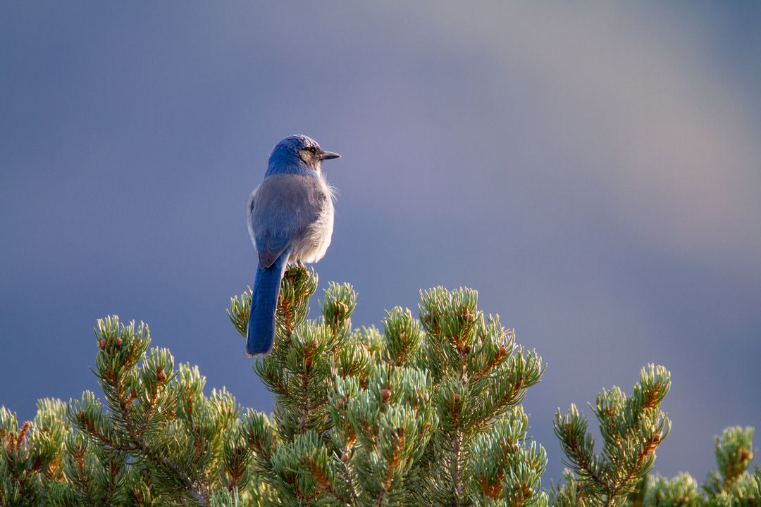 Blue Jay Resting on Pine Tree Branch at Golden Hour