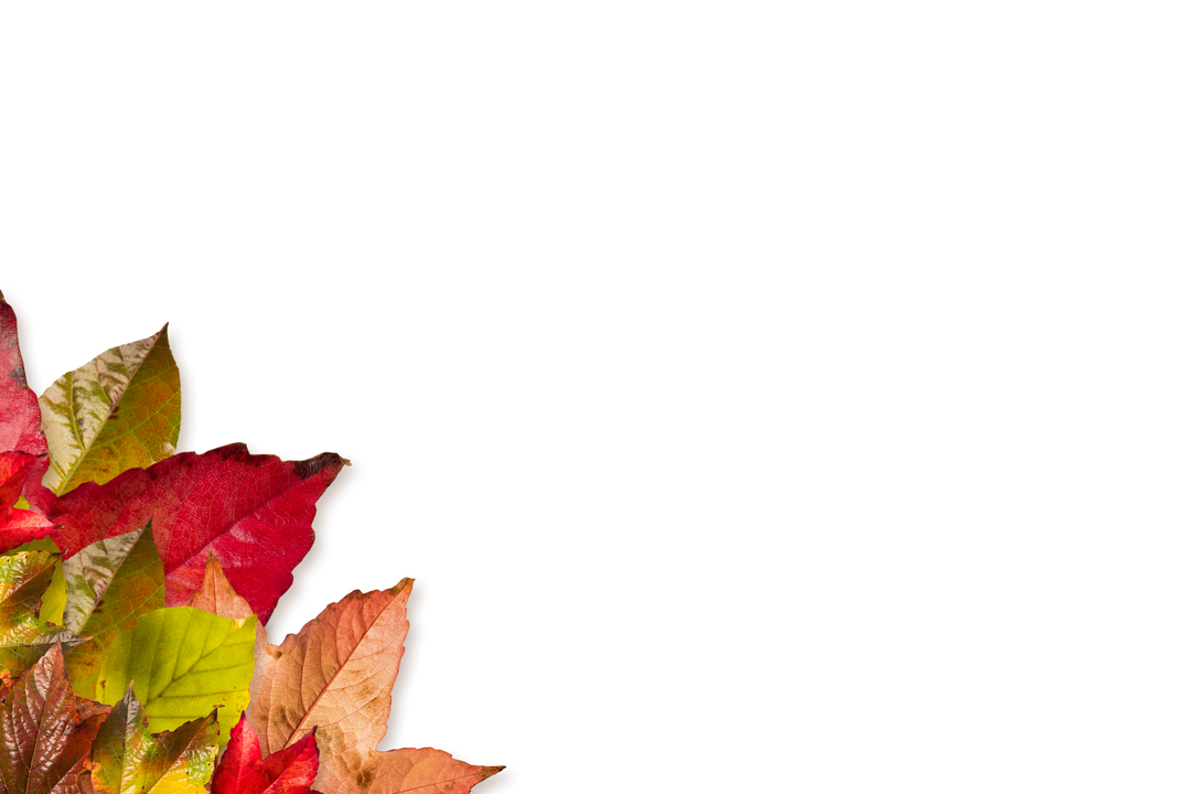 Colorful Autumn Leaves Isolated on Transparent Background - Download Free Stock Images Pikwizard.com