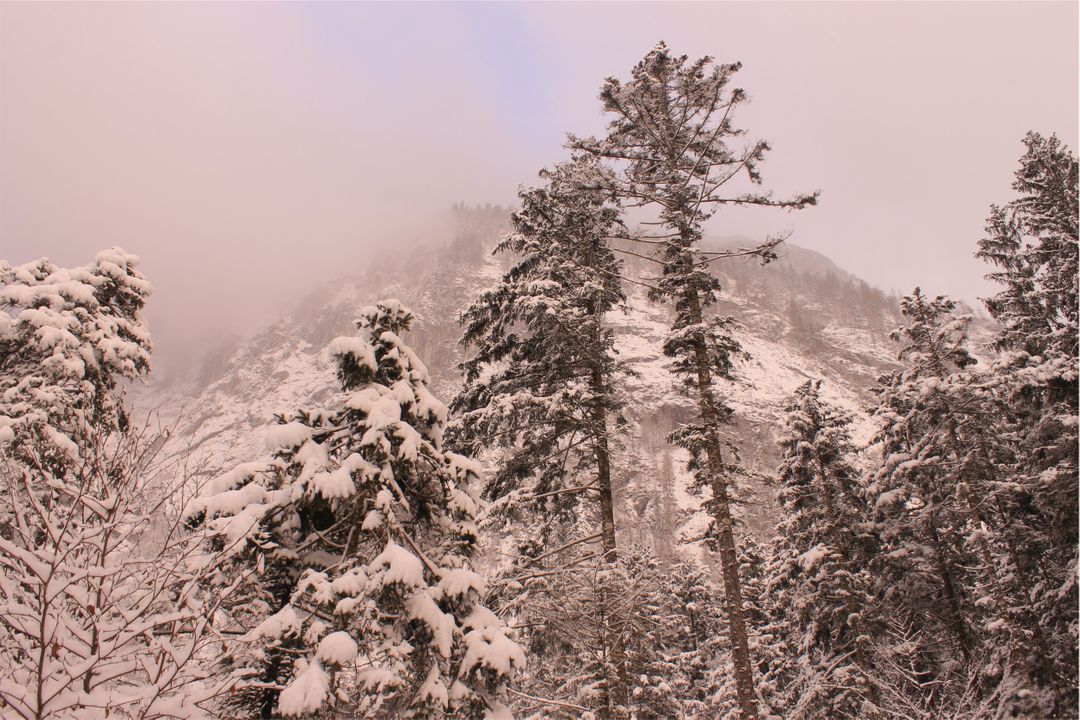 Snow Covered Pine Trees in Foggy Mountain Landscape - Free Images, Stock Photos and Pictures on Pikwizard.com