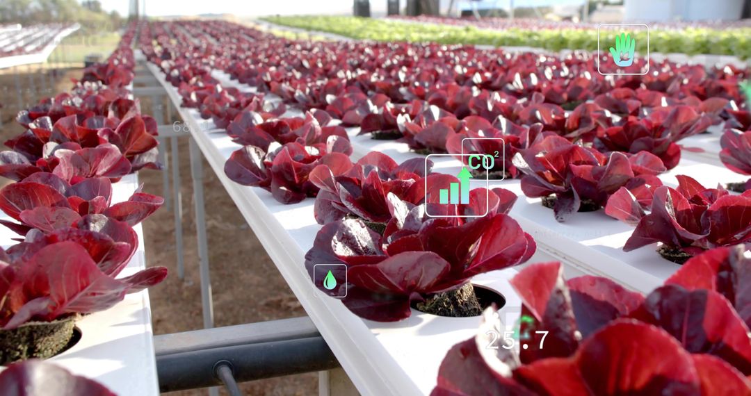 Hydroponic Red Lettuce Tech in Greenhouse with Overlay Icons