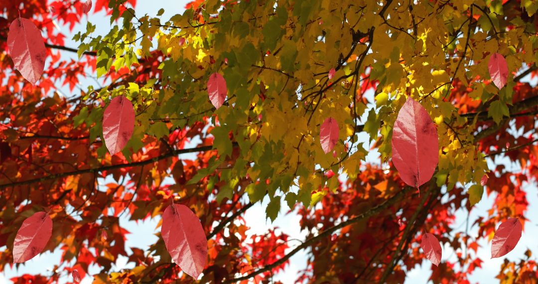 Fall Foliage with Vibrant Leaves on Sunny Day - Free Images, Stock Photos and Pictures on Pikwizard.com