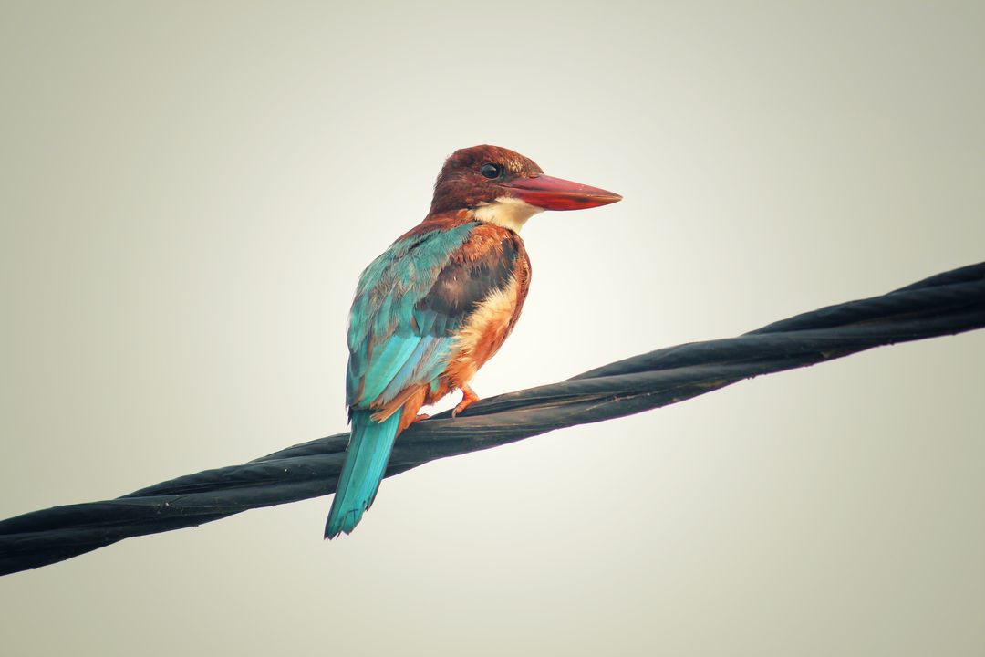 Colorful Kingfisher Resting on Wire Against Clear Sky