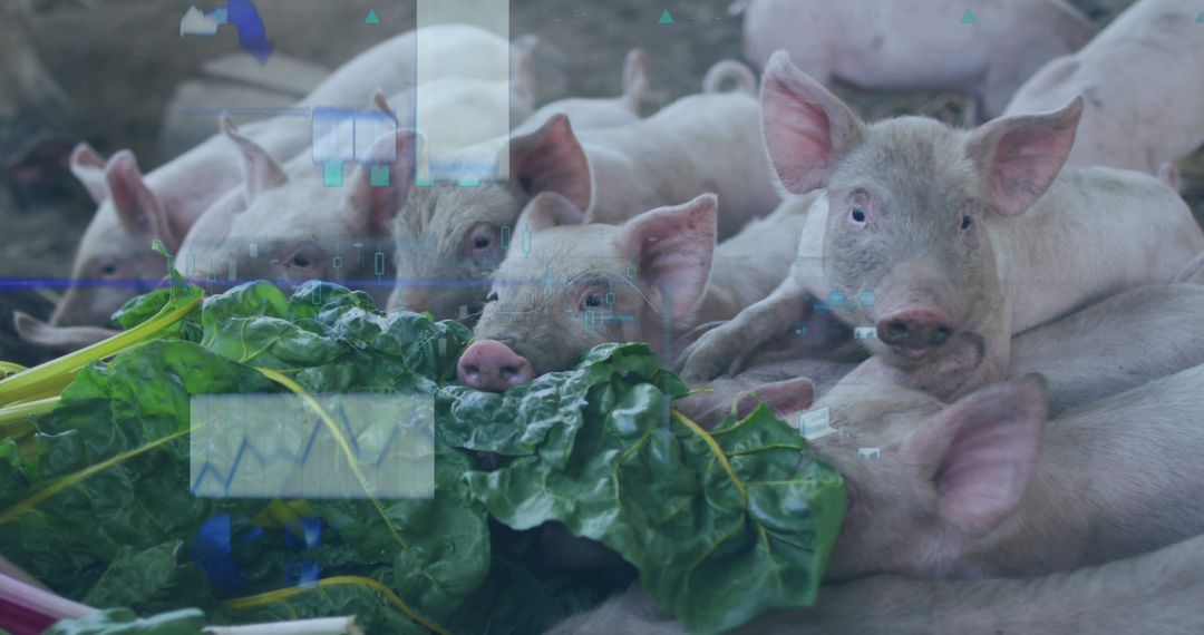 Technological Analysis Overlay Pigs Feeding Farm Innovation