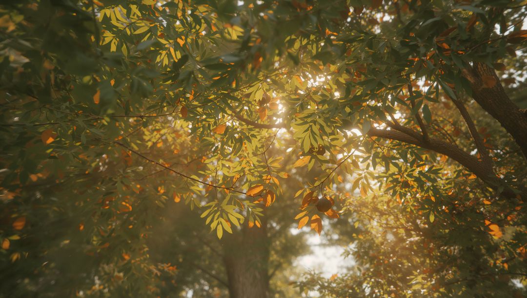Sunlight Filtering Through Autumn Leaves Creating Warm Atmosphere