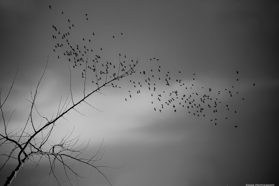 Birds Flocking Around Bare Tree in Moody Black and White Sky - Free Images, Stock Photos and Pictures on Pikwizard.com