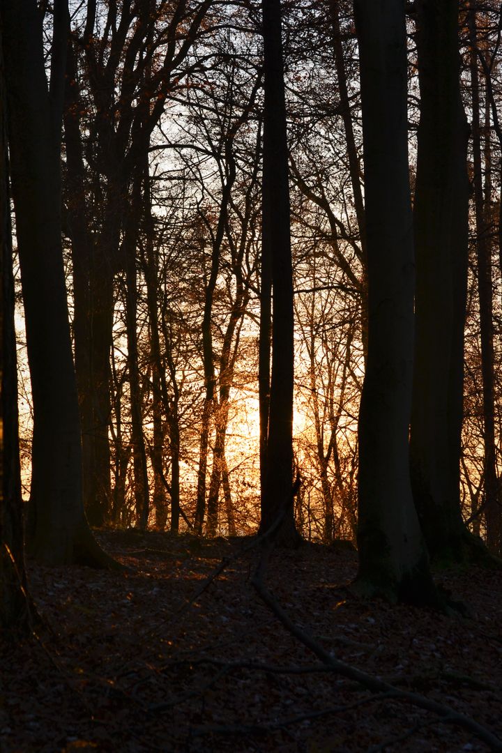 Tranquil Forest Sunset with Bare Trees Cast Silhouetted Shadows - Free Images, Stock Photos and Pictures on Pikwizard.com
