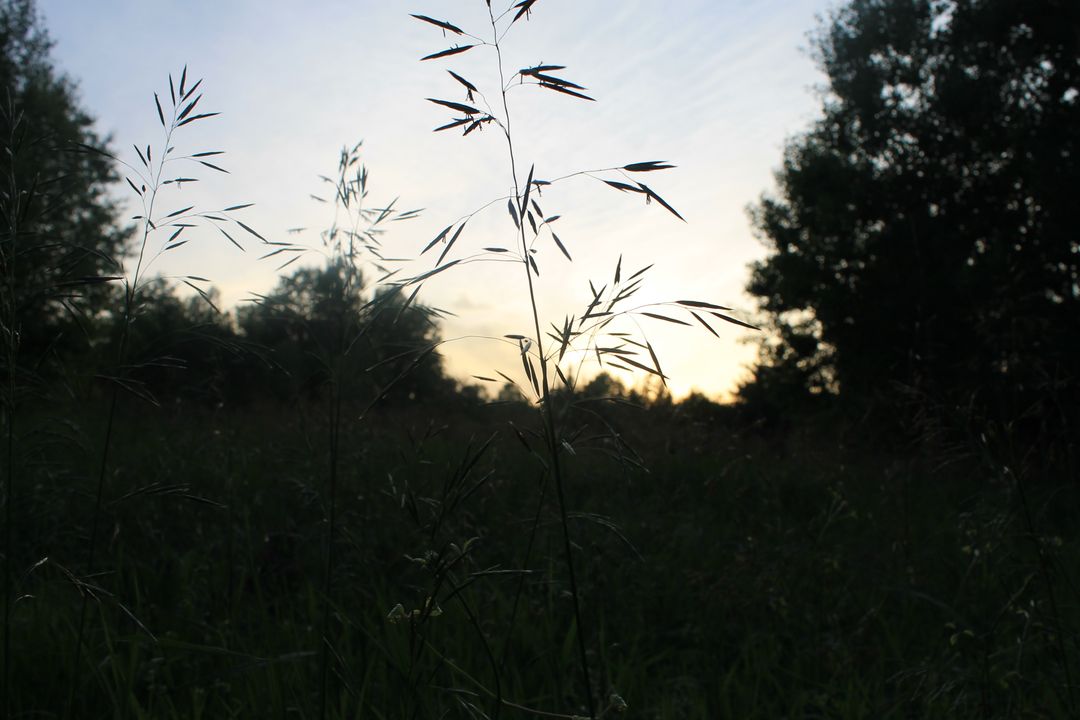 Serene Sunset Over Meadow Grasses - Free Images, Stock Photos and Pictures on Pikwizard.com