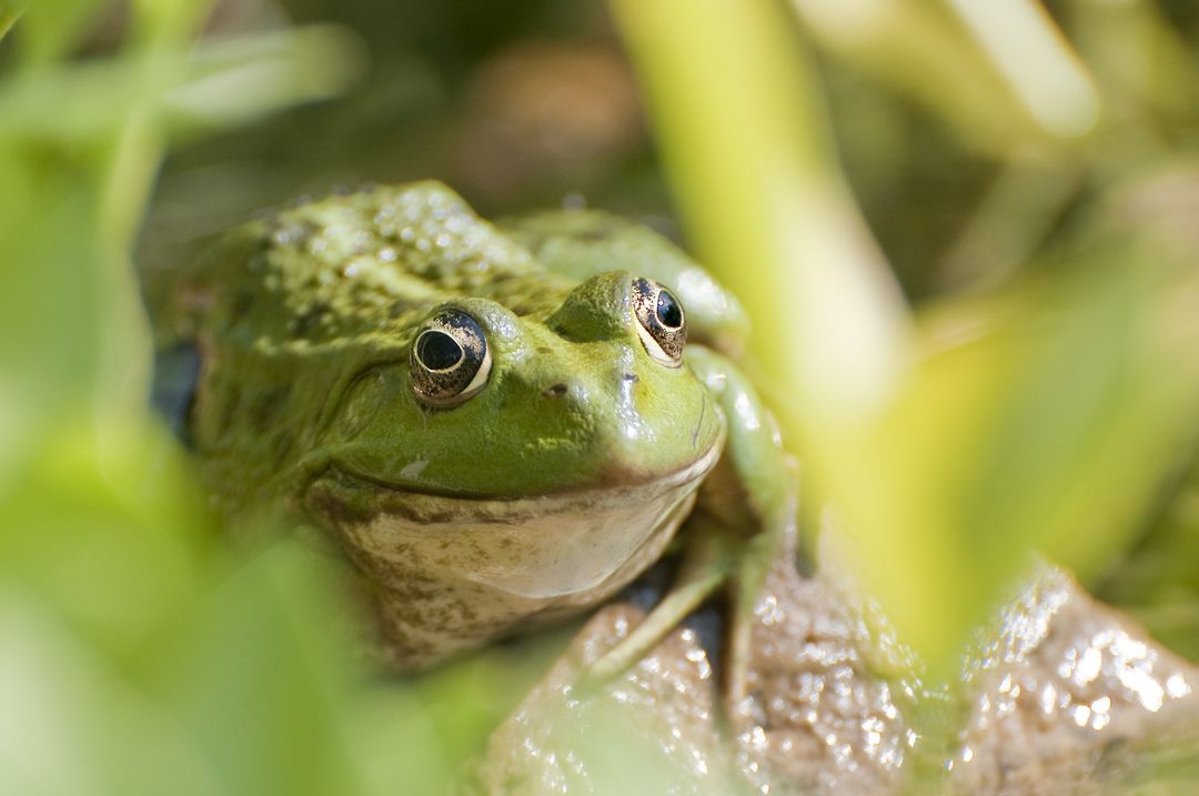Close-up of Green Frog on Pond Lit by Sunlight - Free Images, Stock Photos and Pictures on Pikwizard.com