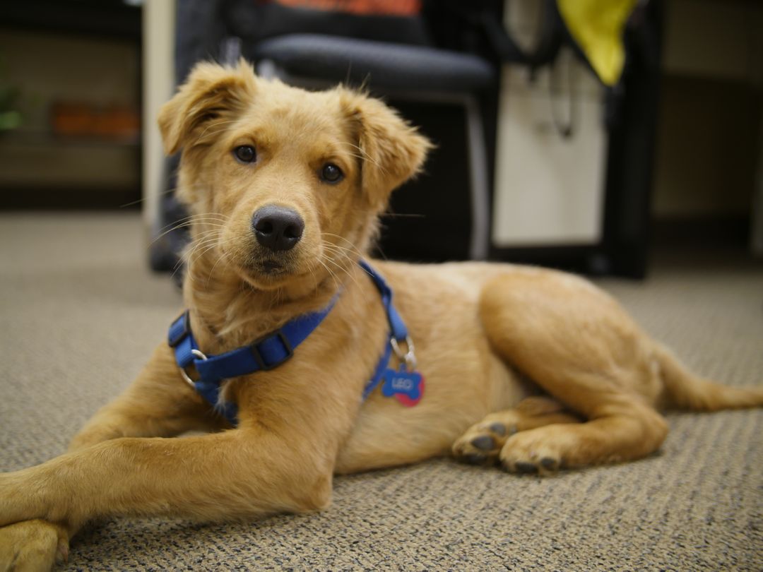 Golden retriever Retriever Sporting dog - Free Images, Stock Photos and Pictures on Pikwizard.com