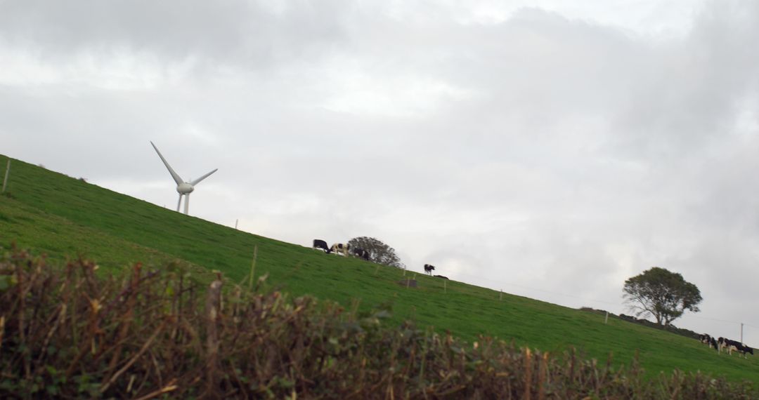 Wind Turbine on Green Pasture with Grazing Cows