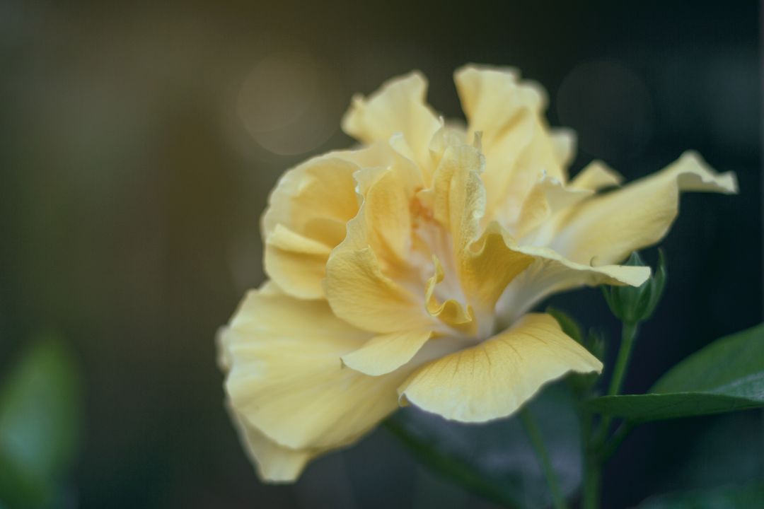 Close-up of Yellow Rose in Bloom with Blurred Background - Free Images, Stock Photos and Pictures on Pikwizard.com