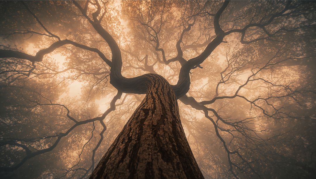 Mystical Golden Light Filtering Through Misty Forest Canopy