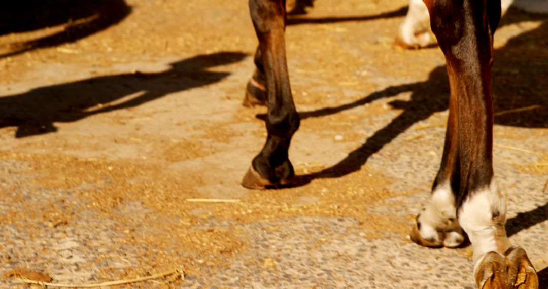 Close-Up of Horse Legs and Hooves Walking on Dirt Road - Free Images, Stock Photos and Pictures on Pikwizard.com