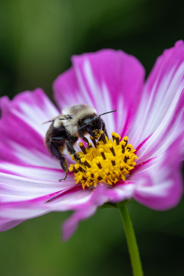 Bumblebee Pollinating Pink Wildflower in Bloom