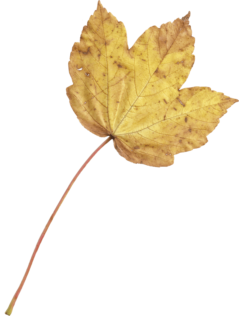 Yellow Maple Leaf on Transparent Background for Autumn Designs