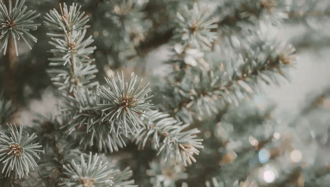 Blue-Green Spruce Needle Rosettes Macro Closeup with Soft Bokeh and Winter Evergreen Mood