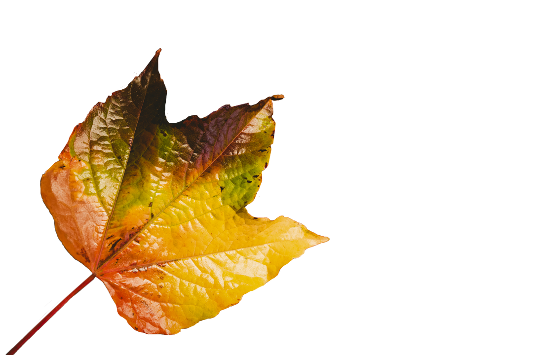 Colorful Autumn Leaf on Transparent Background for Isolated use - Download Free Stock Images Pikwizard.com