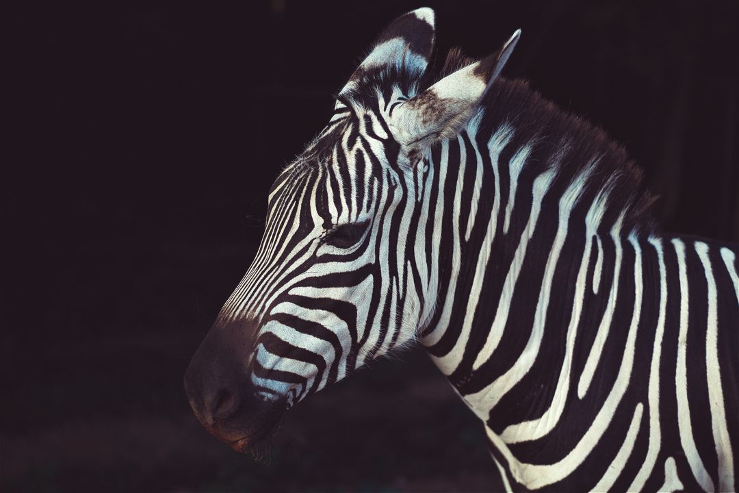 Majestic Zebra Against Dark Background