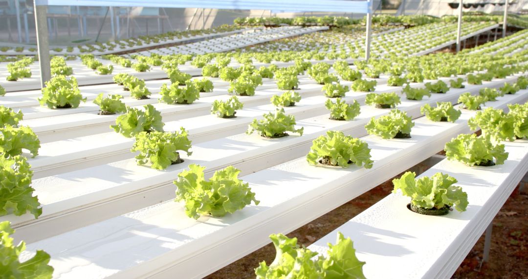Modern Hydroponic Greenhouse with Rows of Growing Lettuce