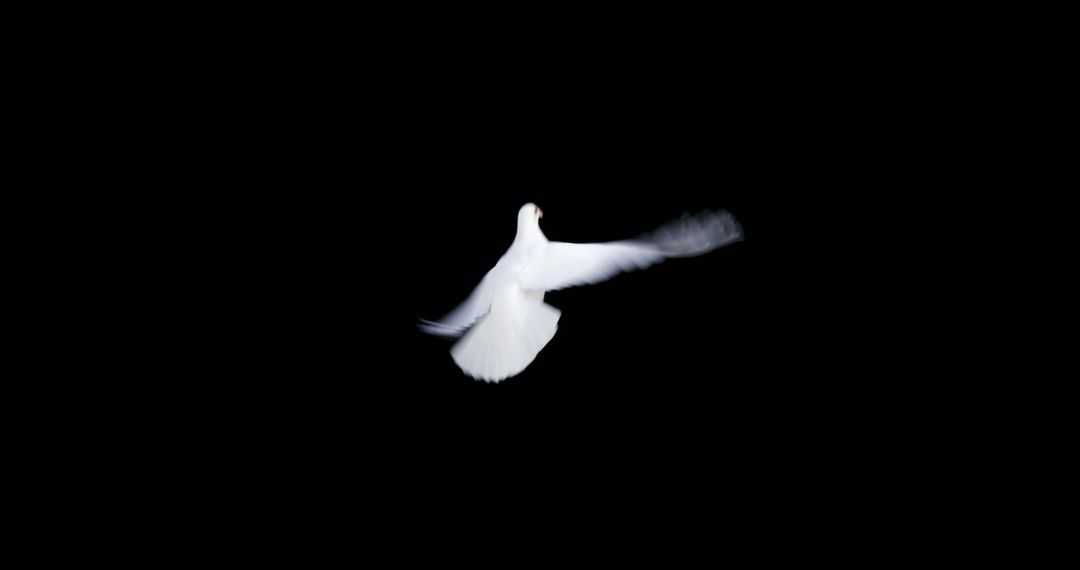 White Dove in Mid-Air Against Dark Background - Free Images, Stock Photos and Pictures on Pikwizard.com
