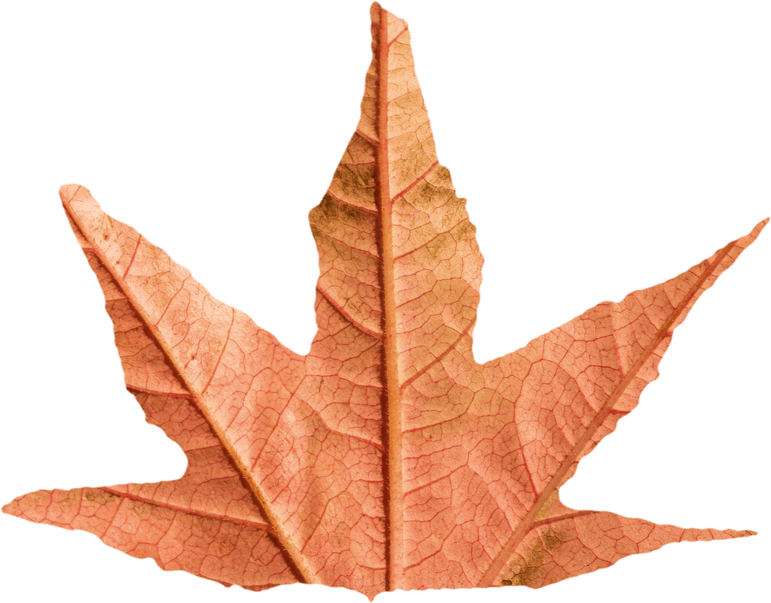 Autumn Leaf in Seasonal Transition on Transparent Background