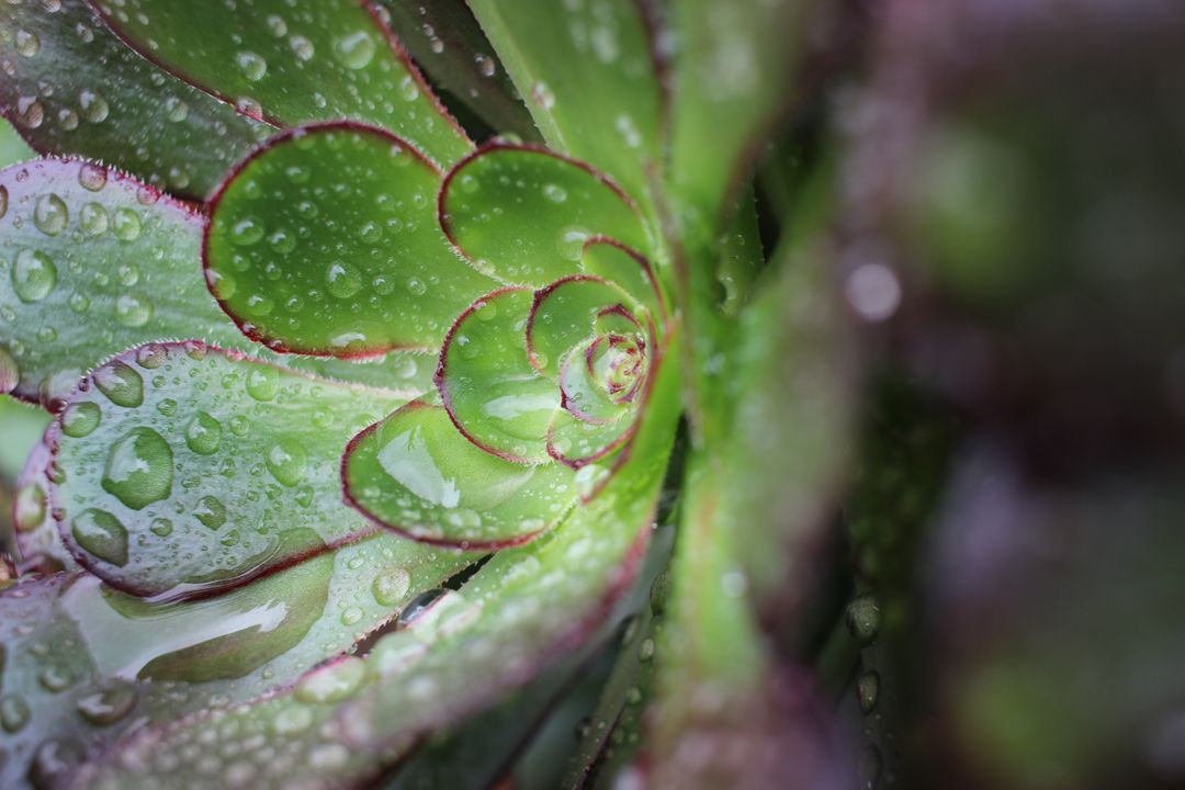 Close-up of Succulent Plant with Water Droplets - Free Images, Stock Photos and Pictures on Pikwizard.com