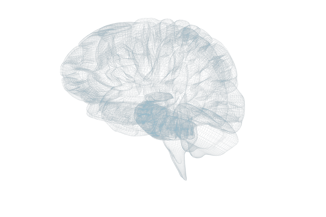 Transparent X-Ray 3D Digital Model of Human Brain Visualization