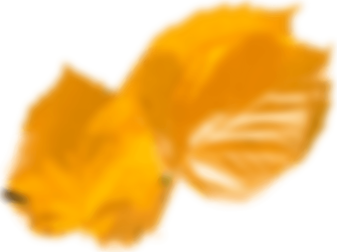 Transparent Autumn Leaves with Blurred Effect