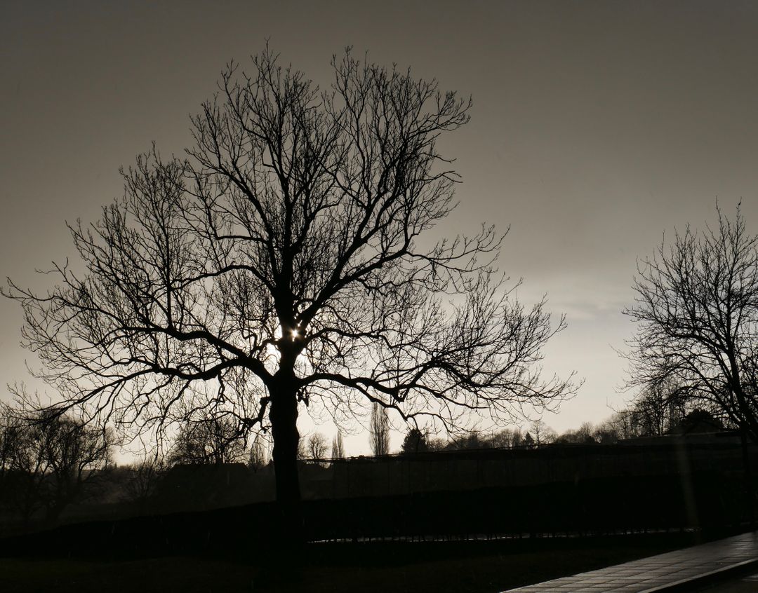 Silhouette of Bare Tree at Sunset Against Stormy Sky - Free Images, Stock Photos and Pictures on Pikwizard.com